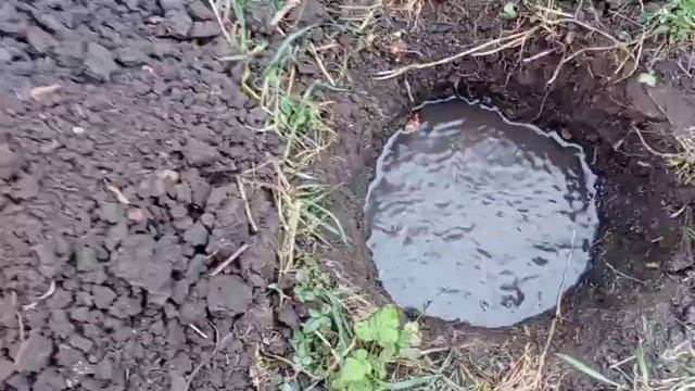 Краснодар. Высадка туи смотреть онлайн