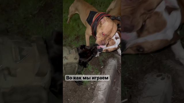 Дерутся питы ?)) не мы так играем 🤣💪🏻