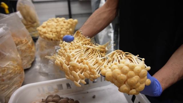 Golden Enoki Mushroom Harvest | Southwest Mushrooms