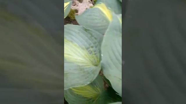 Хоста Лексайтд Шо Мастер смотреть онлайн