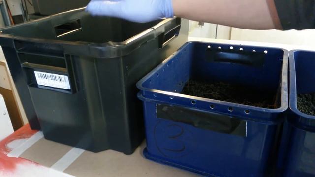 разведение червей. дендробена смотреть онлайн