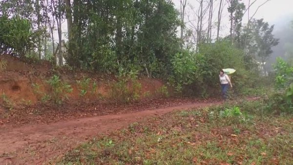 60 Busy Day - Harvest corn, Coconut - Get Coconut To Decorate For Tet Go market To Sell