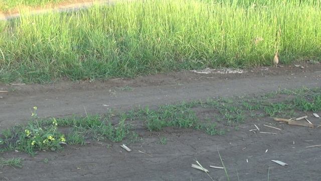 Перепел птица певчая смотреть онлайн