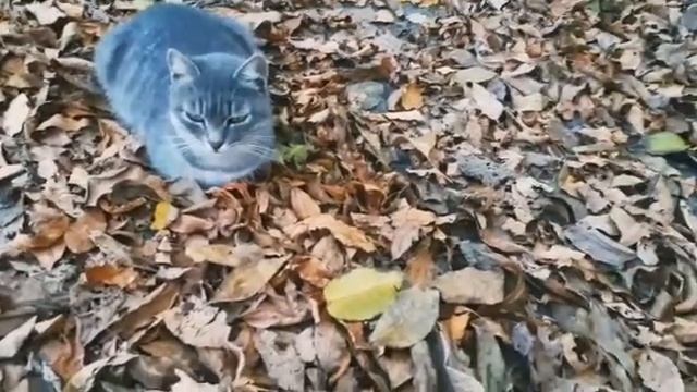 Купила монопод ? смотреть онлайн