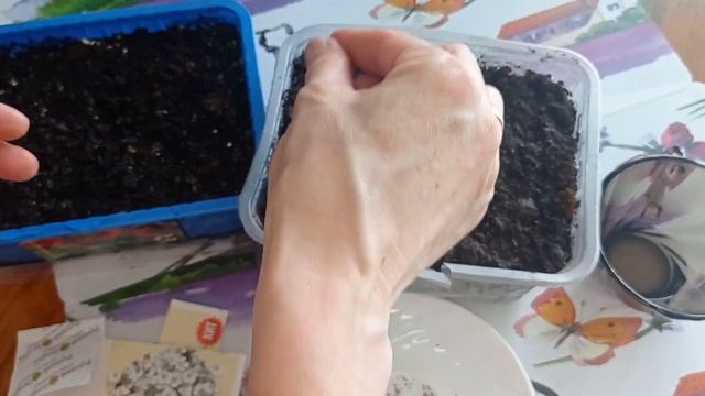 #ясколка САЖАЕМ ЯСКОЛКУ! #посадка #изсемян #сад #цветыизсемян #ясколкаизсемян#сажаем