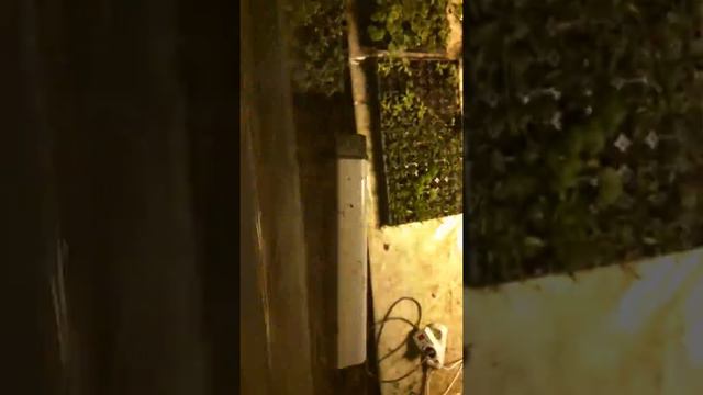 Посев бегонии и пикировка смотреть онлайн