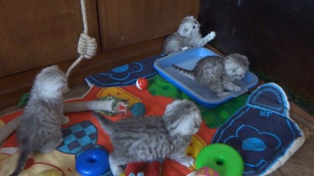 Шотландские котята, фолды и страйт. Kittens Scottish, fold and straight. смотреть онлайн