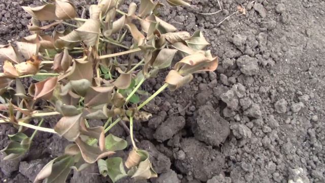 АРАХИС В ПОДМОСКОВЬЕ. Эксперимент на моих сотках. смотреть онлайн