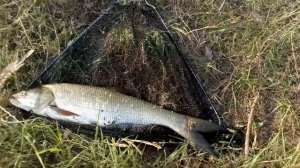 Рыбалочка по утру. Кораблик.жерех.Ловля на жука