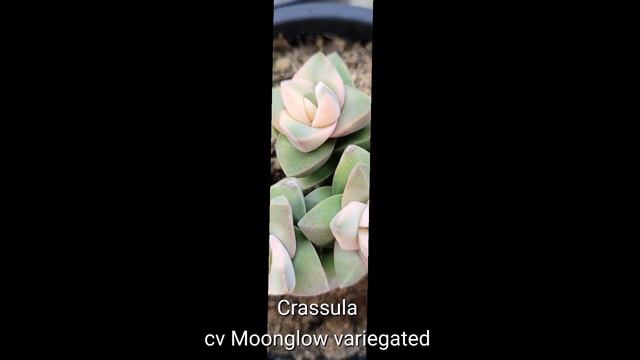 Crassula cv Moonglow variegated (how to buy Korean succulents directly) смотреть онлайн