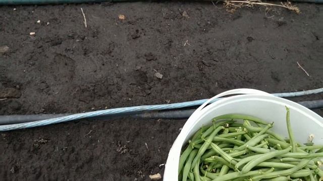 ПЕРВЫЙ СБОР СПАРЖЕВОЙ ФАСОЛИ 2019. ГОТОВЛЮСЬ НА РЫНОК. смотреть онлайн