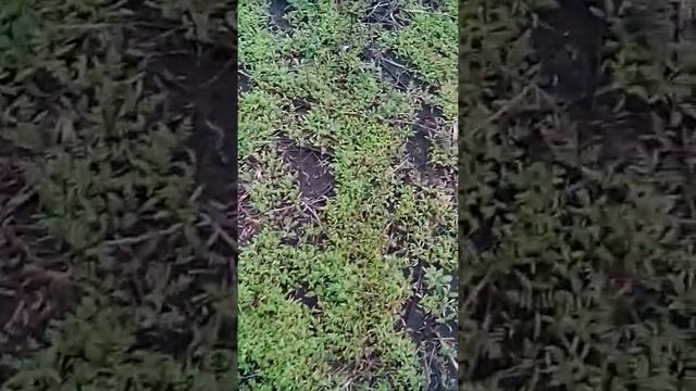 Фацелия взошла осенью, как быть? смотреть онлайн