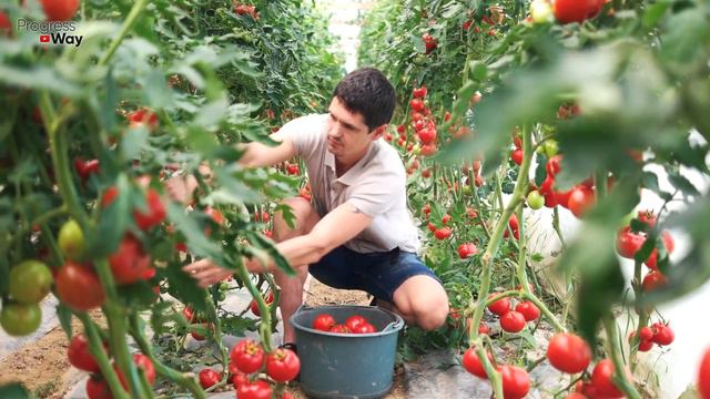 Как в 4 раза ускорить созревание помидор? смотреть онлайн