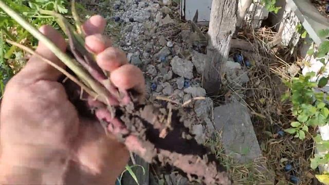 Вырастить МОРКОВЬ как дважды два!-ПОЧЕМУ ТАКОЙ СТРАННЫЙ ЦВЕТ МОРКОВКИ-сад и огород смотреть онлайн