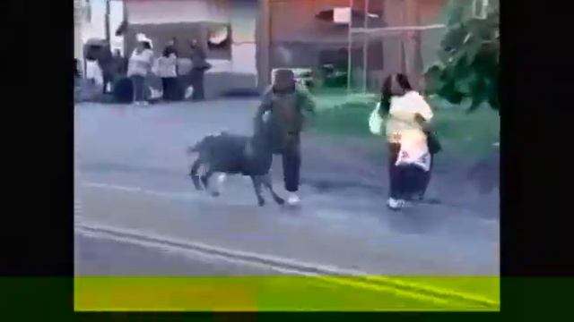 Баран дерется! смотреть онлайн