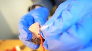 РАДУЖНЫЕ ДРУЗЬЯ * РАЗРЕЗАЛИ ИГРУШКУ и узнали СЕКРЕТЫ Роблокс * Мистика в реальной жизни ROBLOX