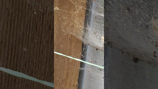 борьба с вредителями в теплице Тюмень смотреть онлайн