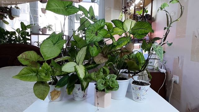 ?Покупные комнатные цветы через четыре месяца ✨Как выросли цветы зимой? смотреть онлайн