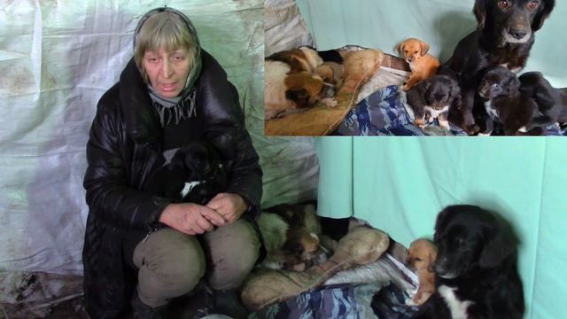 Как изменилась спасённая: спасли дворняжку и её щенков смотреть онлайн