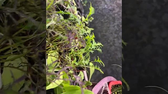 Как соблюдать севооборот на маленьких участках и балконах? смотреть онлайн
