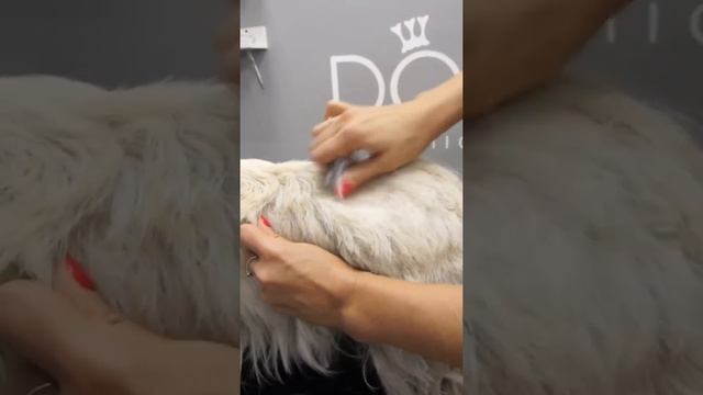 ТРИММИНГ СКОТЧ ТЕРЬЕРА / ОБУЧЕНИЕН ГРУМИНГУ / Эпизод МАСТЕР-КЛАССА / GROOM SCHOOL смотреть онлайн