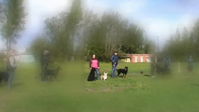 Породный тест проверки поведения смотреть онлайн