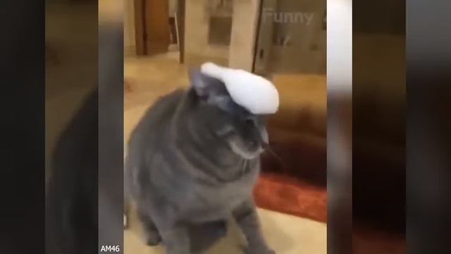 СМЕХ ДО СЛЁЗ 2020 / ЛУЧШИЕ ПРИКОЛЫ / СМЕШНЫЕ ЖИВОТНЫЕ / ржака смотреть онлайн