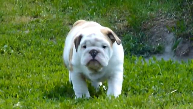 grin-tango bullog puppies смотреть онлайн