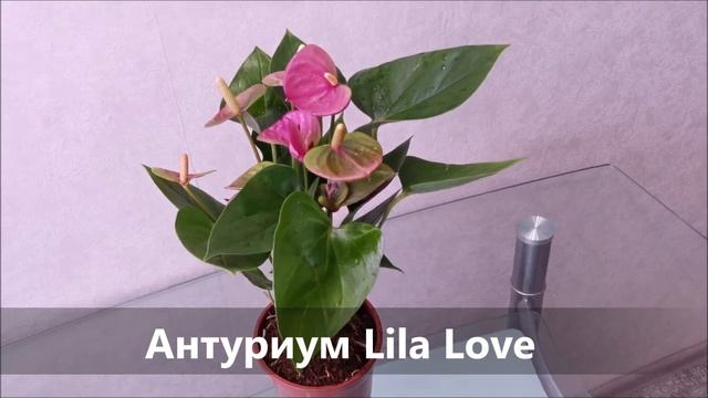Антуриум Lila Love смотреть онлайн