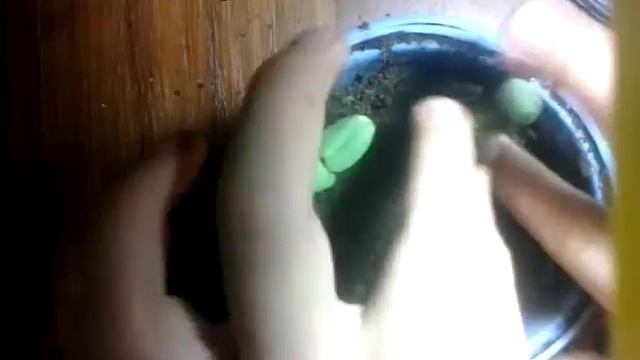 как посадить подсолнух смотреть онлайн