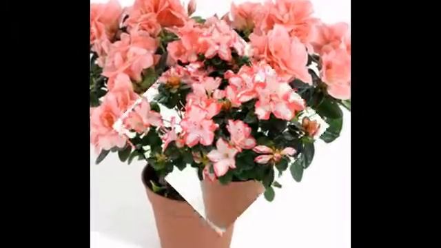 Любимые цветы и растения-Азалия смотреть онлайн