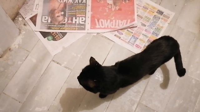 Ремонт убитого коридора в старой Хрущёвке. Часть 4 смотреть онлайн