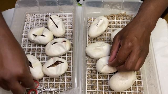 Ball Python Egg Cutting: Monarch G-Stripe x Leopard Pastel смотреть онлайн