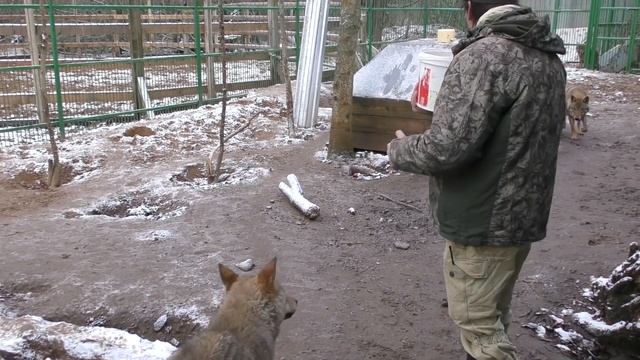 СТАТУС В СТАЕ ВОЛКОВ, КАК ЕГО ЗАСЛУЖИТЬ И УДЕРЖАТЬ! Смоленские волки, в лес не смотрят смотреть онлайн
