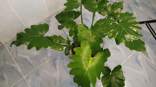 Philodendron Shangri La