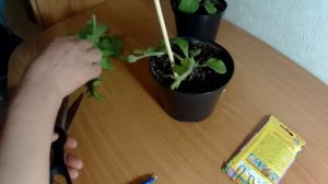 Петуния крупноцветковая суперкаскадная F1 лиловая .