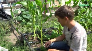 Как часто и сколько поливать кукурузу? Все о поливе кукурузы!