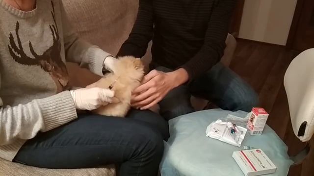 Как самостоятельно сделать прививку щенку? Чего надо остерегаться ? смотреть онлайн