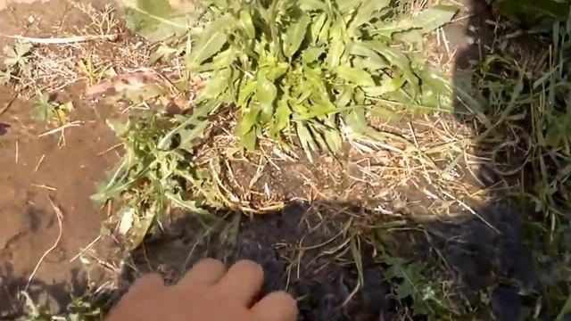 GARDENA Дождеватель выдвижной S 80 1 смотреть онлайн