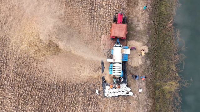 "Efficient Paddy Straw Grinder in Action! Transforming Fields]" смотреть онлайн