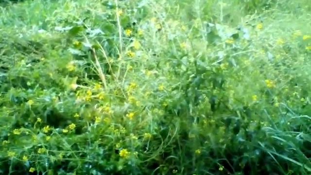 мелодия дождя смотреть онлайн