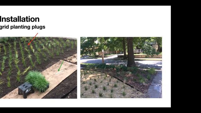 Virtual Series: Replace Your Lawn With Sedges