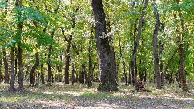 Прогулки по лесу на природе. смотреть онлайн