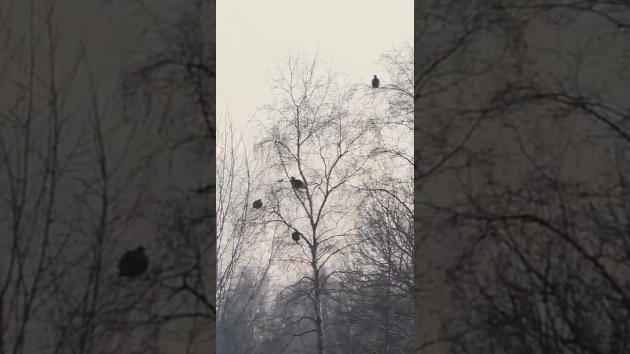 Тетерева, большая черная стая #shorts #тетерев #охота смотреть онлайн