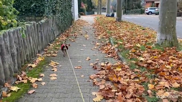 КОТЯТА??МАМА И ДОЧА У нас похолодало/БОЛТАЛАЧКА /Наконец я сделаю МАНИКЮР?Olga Kirchgessner смотреть онлайн