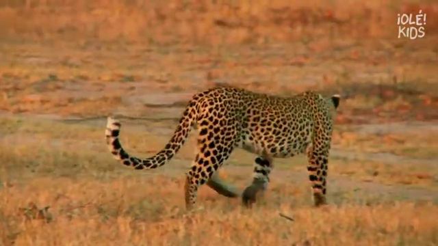 Animales de la selva смотреть онлайн