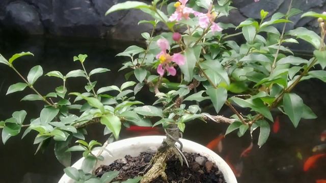 Bonsai Sakura mikro [Malpighia glabra] #MalpighiaBonsai смотреть онлайн