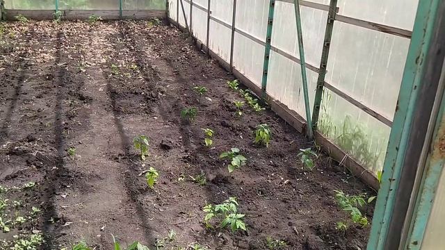 Ленивый огород многодетной мамы!!! смотреть онлайн
