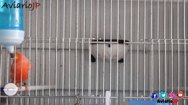 ✅ 10 TRUCOS PARA CRIAR CANARIOS 100% | CRIA DE CANARIOS para principiantes смотреть онлайн