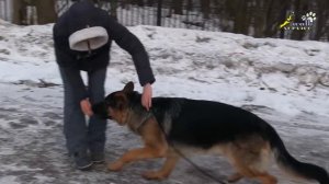 Дрессировка немецкой овчарки, команда обход